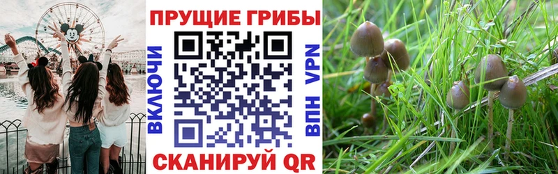 Галлюциногенные грибы Cubensis  Плёс 
